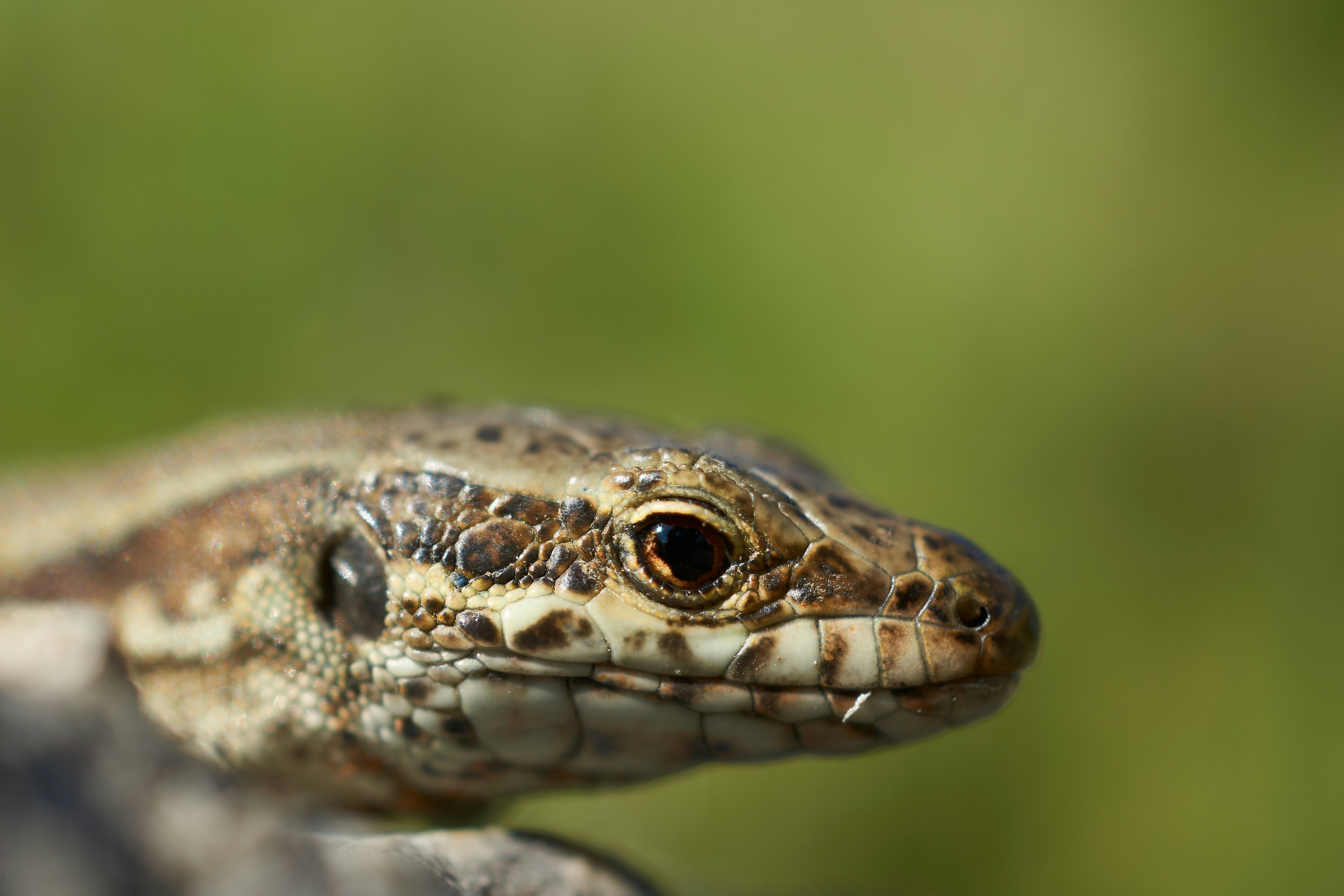 an ackie monitor