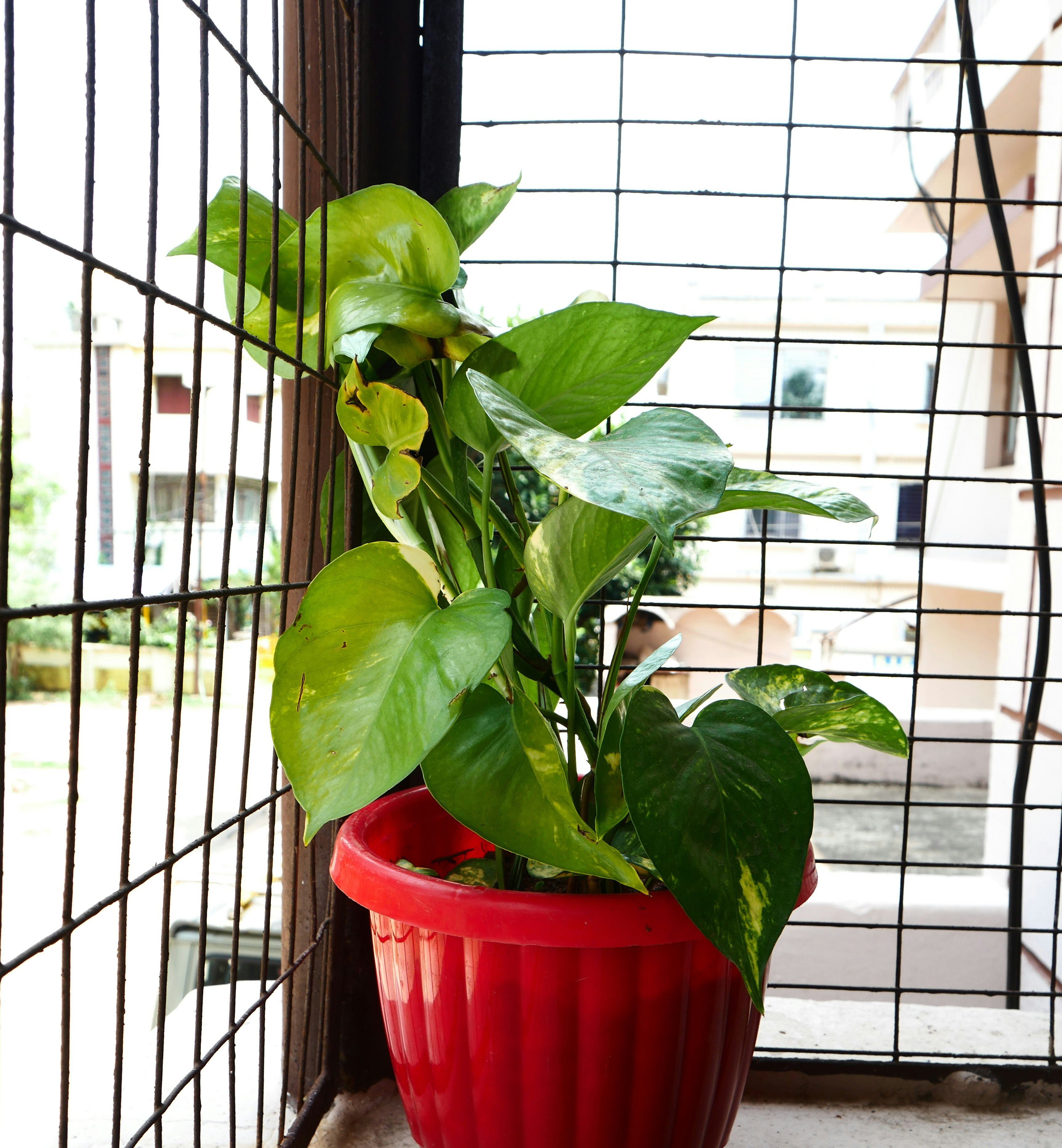 a pothos plant